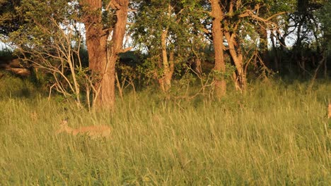 Baby-impala-walking-through-tall-grass,-across-the-frame,-profile-shot