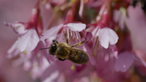Macro-shot-of-bee-during-sunny-day-pollinating-pink-flower-in-nature