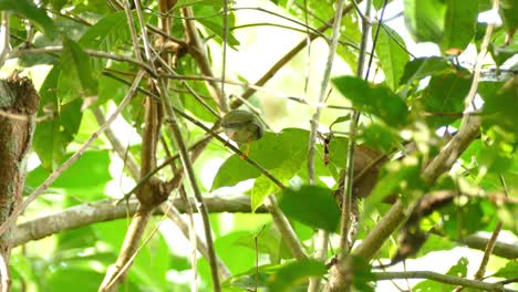 Female-blue-backed-manakin-bird-in-Panama-forests-treetops