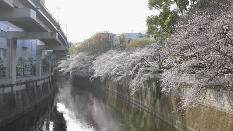 Beste-Kirschblüte-In-Tokio