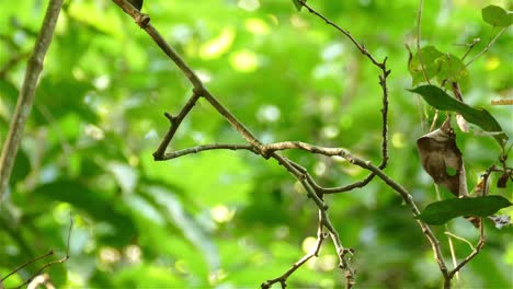 Lone-bird-sitting-on-branch-inside-vivid-green-forest