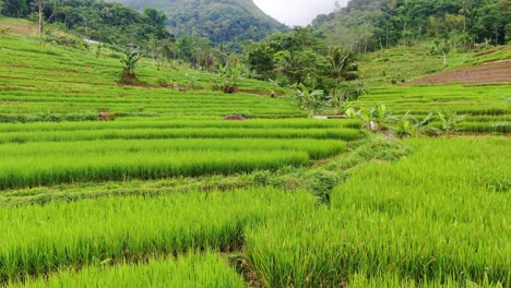 Malerische-Luftaufnahme-Der-Reisterrassen-Von-Selogriyo,-Java,-Indonesien