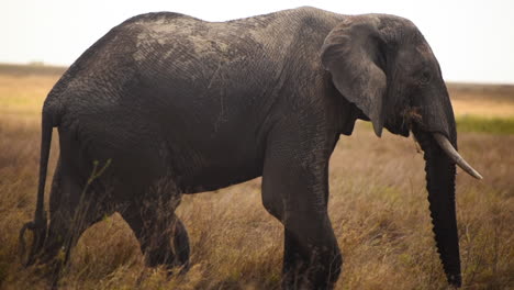 Tracking-shot-of-elephant-walking-alone-at-savannah,-Serengeti