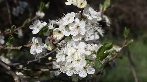 Primer-Plano-De-Endrino,-Flor,-Prunus-Spinosa.-Abril.-Reino-Unido