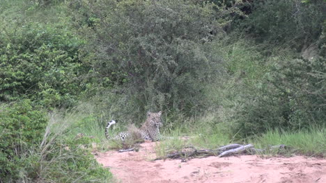Ein-Verspieltes-Leopardenjunges-Jagt-Seine-Mutter-Und-Springt-Ihr-Entgegen