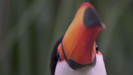 Close-up-of-a-colorful-toco-toucan-looking-peacefully-at-camera-in-nature