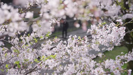 Sakura-Blooming-in-Spring-Close-up,-Blurred-Background-of-People