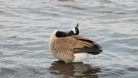 Canadian-goose-standing-in-shallow-river-waters-works-to-clean-itself