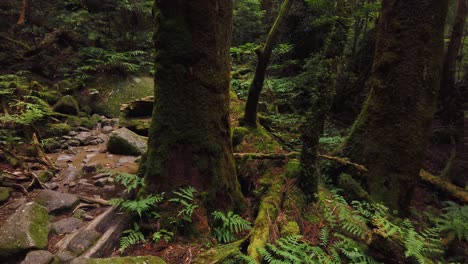 Moss-on-ancient-Yakusugi-trees-of-Yakushima-Forest,-Japan