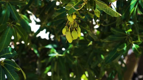 Ein-Bündel-Grüner-Mangos,-Die-An-Einem-Schwingenden-Mangobaum-In-Vietnam-Hängen