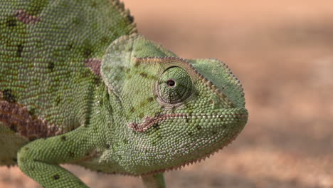 Close-up-of-a-flap-necked-chameleon-against-a-natural-sand-background,-profile-view-as-the-chameleon-as-it-sits-still-while-rotating-its-eye-to-look-around