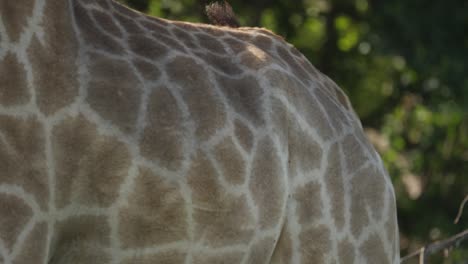 Reveal-of-Baby-Giraffe-Behind-Mothers-Patterned-Skin,-Closeup-on-Face