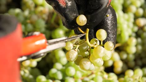 Hands-select-ripe-grapes-at-harvest-in-vineyard