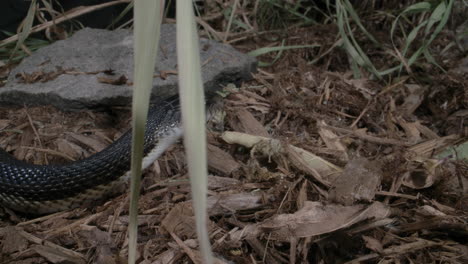 Serpiente-Rata-Negra-Grande-Reptil-Norteamericano