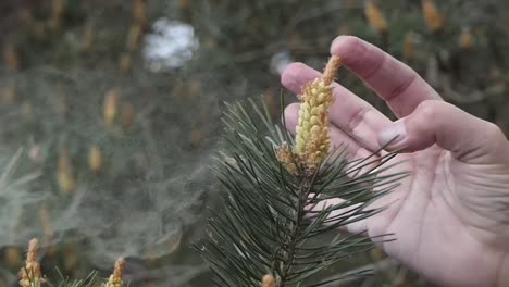 A-lot-of-pollen-is-released-into-the-air-by-peaking-your-finger-against-an-anther-of-a-Scots-pine