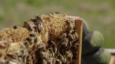 BEEKEEPING---Hands-of-beekeeper-inspecting-a-beehive-frame,-slow-motion-close-up