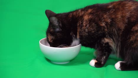 Satisfied-domestic-furry-cat-eating-from-a-bowl-on-green-screen