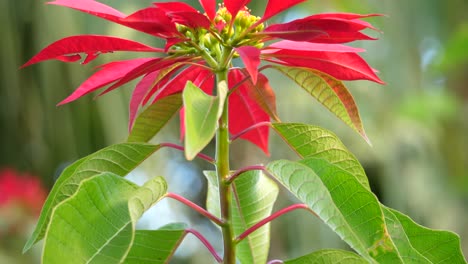 Closeup-of-a-red-poinsettia-flower-in-the-wild,-tilt-up,-shallow-focus