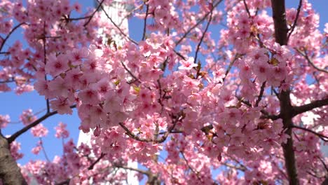 Flores-De-Cerezo-De-Sakura-De-Color-Rosa-Brillante-Y-Cálido