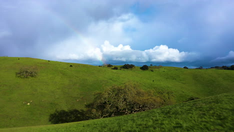 Grassy-rolling-hills-with-cattle-in-front-of-rainbow