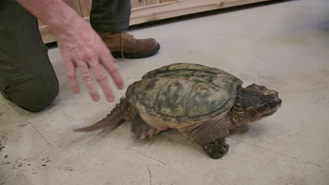 snapping-turtle-close-up-in-captivity-being-rehabilitated
