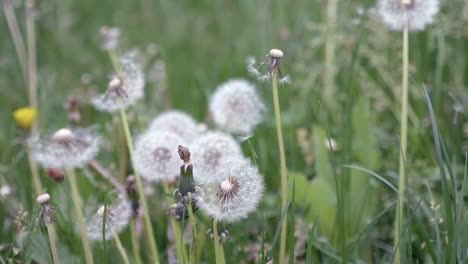 Common-Dandelion-In-A-Field-On-Springtime