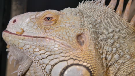 Side-profile-of-a-big-green-iguana