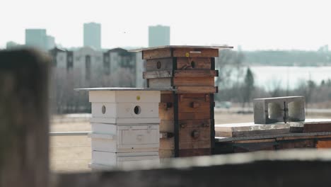 Beautiful-beekeeping-Langstroth-hive-farm-with-a-beautiful-blue-hour-cityscape-of-Ottawa-in-the-background-filmed-from-a-farm-in-Gatineau