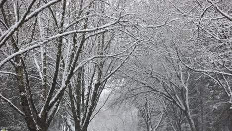 Static-shot-of-trees-during-blizzard