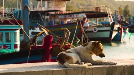 Stray-dog-resting-and-waking-up-on-fishing-harbor-wall-in-Vinh-Hy,-Vietnam