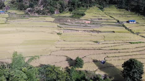 Landschaft-Mit-Reisfeldern-Im-Annapurna-Circuit,-Umgeben-Von-Wald-In-Nepal