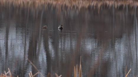 A-pair-of-ducks-peaceful-and-still-on-a-reflective-winter-pond