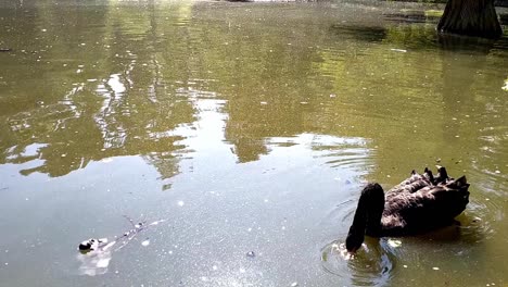 A-black-swan-swimming-and-looking-for-food-in-a-pond's-green-water-approaches-a-man-who-is-feeding-it