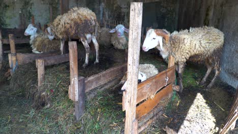 Abgemagerte-Und-Schmutzige-Schafe-In-Unordentlichem-Stall-Auf-Der-Tierfarm