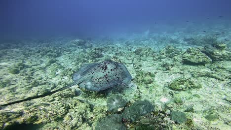 Black-spotted-stingray-pass-by-in-shallow-reef,-scuba-diving-Maldives