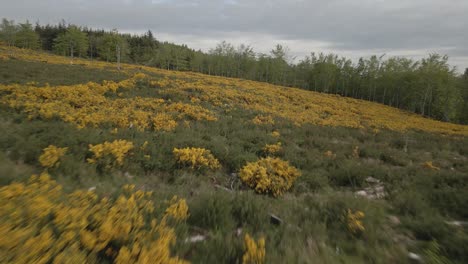 Vista-Aérea-De-Campos-Con-Flores-Amarillas-De-Plantas-De-Tojo-En-Las-Montañas-De-Wicklow,-Irlanda