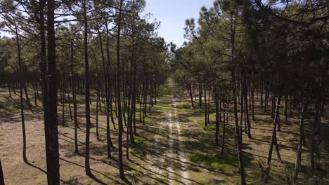4K-drone-rising-above-the-pine-trees-revealing-the-trees-canopy’s-and-the-blue-sky