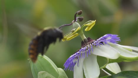 Close-up-of-a-yellow-and-black-bumblebee-with-pollen-on-its-back-flying-around-a-blue-crown-passion-flower