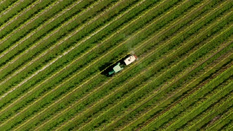 Oblique-aerial-scene-of-tractor-spraying-fertilizer-or-pesticide-on-beautiful-green-vineyard