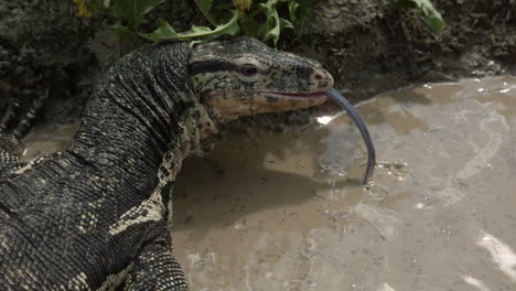 Asian-water-monitor-in-a-lake-slow-motion-tongue