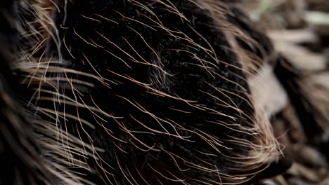 Close-up-macro-tarantula-hairs---close-up-arachnid
