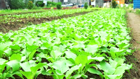 Bio-Gemüse-Choy-Summe-Auf-Einem-Bio-Bauernhof