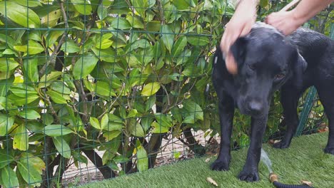 Waschen-Und-Einseifen-Mit-Rosa-Schwamm-Eines-Entzückenden-Schwarzen-Labrador-Retriever-Hundes