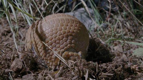 Armadillo-rooting-around-for-food-in-the-dirt