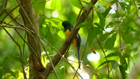 Close-shot-of-a-gartered-trogon-standing-on-a-branch-surrounded-by-green-leaves