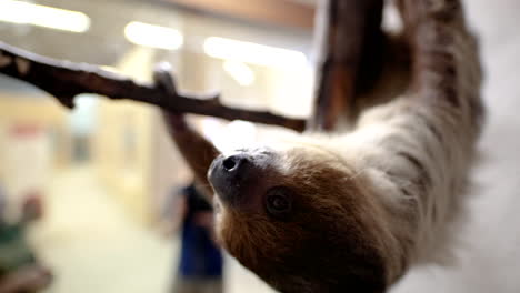 Captive-sloth-eating-carrot-upside-down