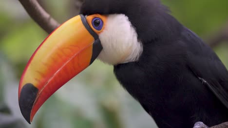 Close-up-shot-of-a-Ramphastos-Toco-scratching-its-chest-in-slow-motion