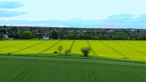 Aerial-established-landscape-view-over-a-rural-yellow-rapeseed-field-while-a-couple-is-riding-their-bikes-down-the-idyllic-placed-country-road
