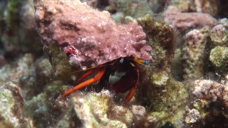 close-up-shot-of-small-hermit-crab-walking-over-the-coral-reef
