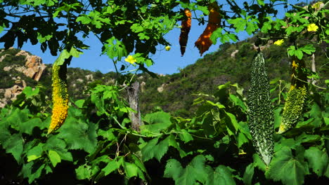 Bitter-melon-fruits-hanging-on-branch-on-sunny-day